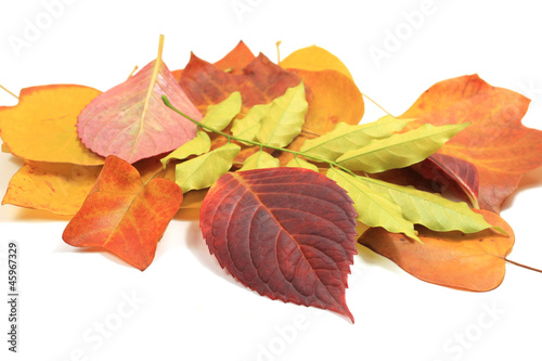 Autumn leaves photo