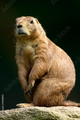 chien de prairie