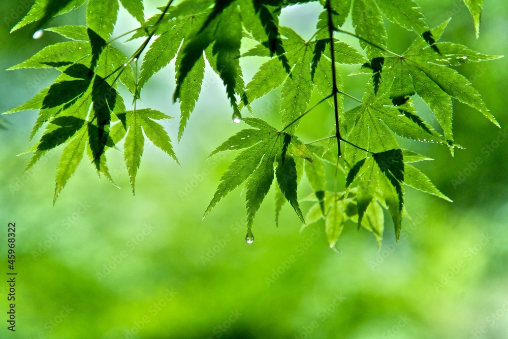 Leaves Leaves