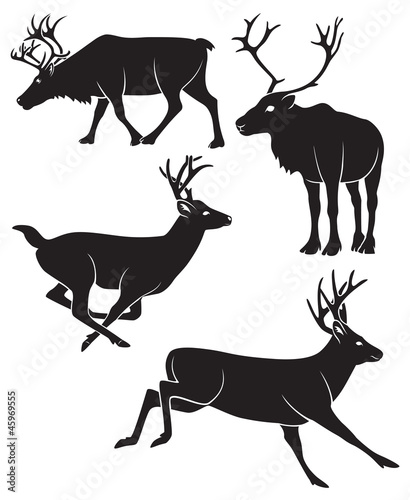 deer