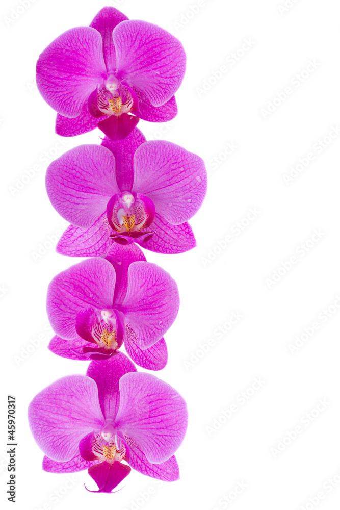 Fototapeta premium flowers of orchid border