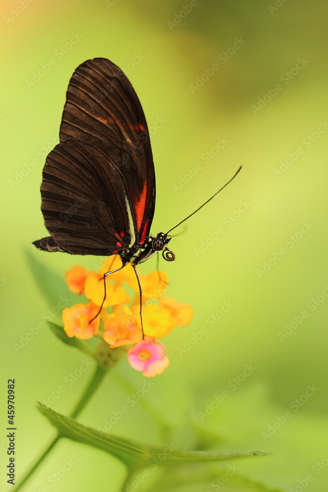 Obraz premium Schmetterling