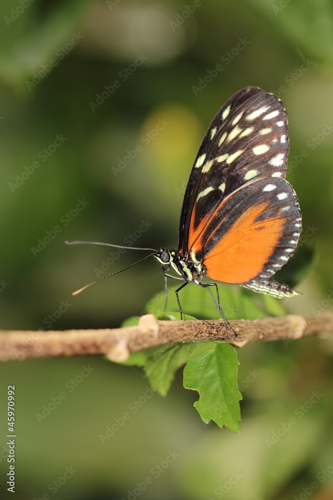 Obraz premium Schmetterling