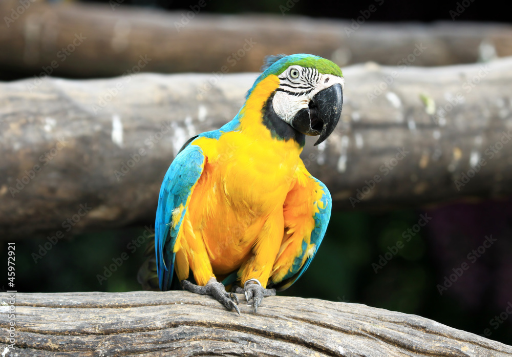 Close up macaw