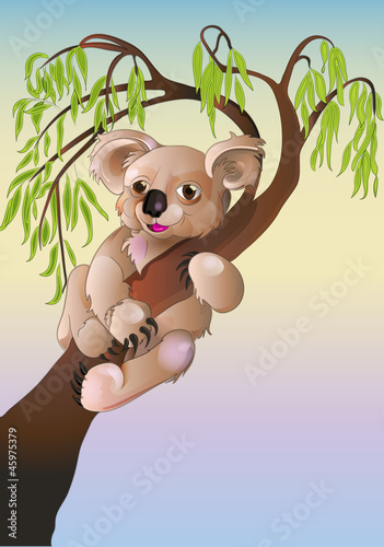 koala