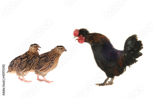 black cock and  quail