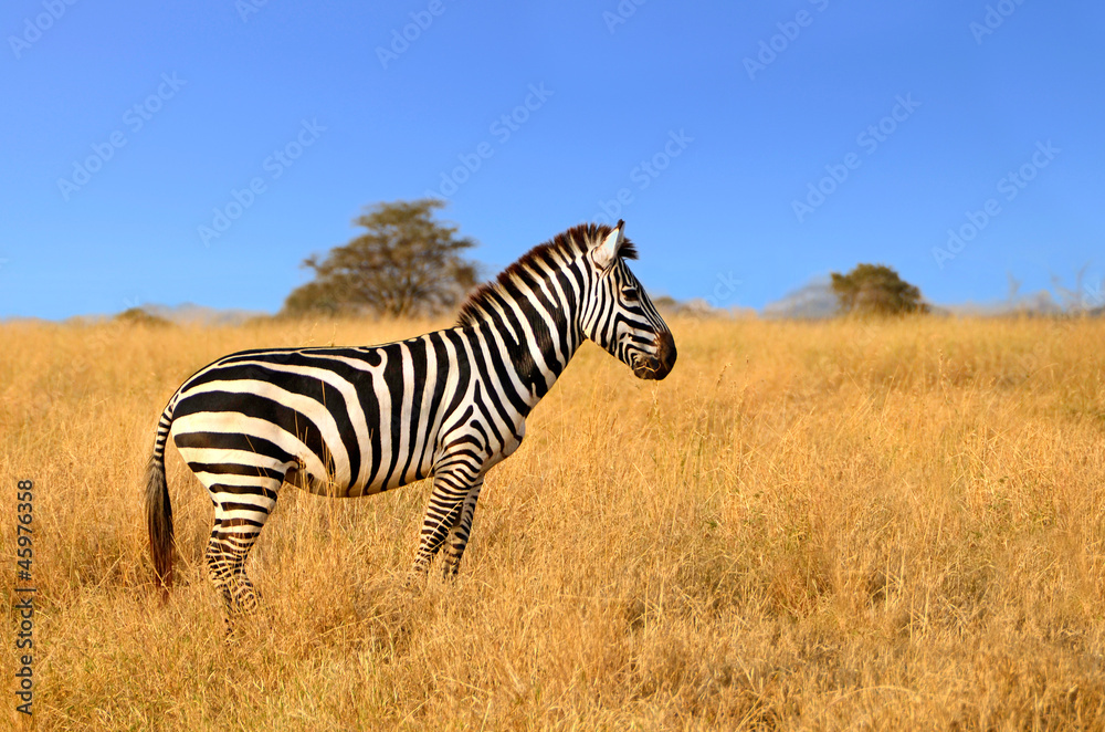 Zebra standing in Grass on Safari watching curiously - obrazy, fototapety, plakaty 