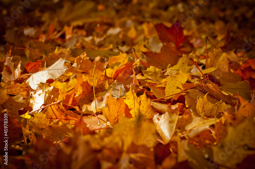 Autumn leaves in shallow focus