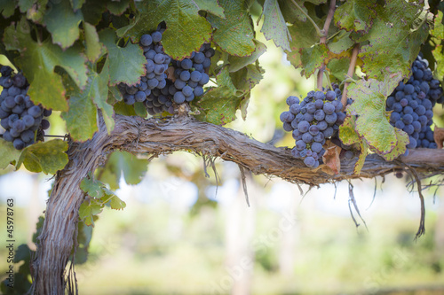 Lush, Ripe Wine Grapes on the Vine