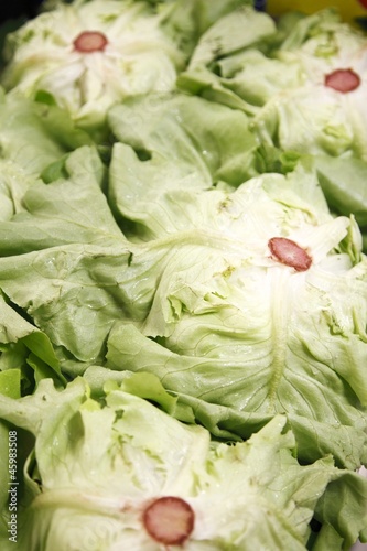 Fresh lettuce ready for sale