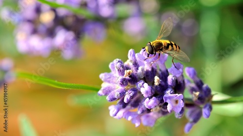 Hover fly on lavender © pixelnest