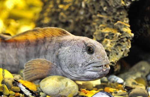 striped catfish photo