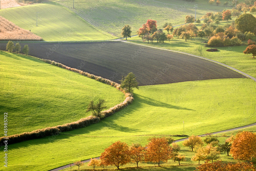 Obraz premium Schilfgürtel in Herbstlandschaft
