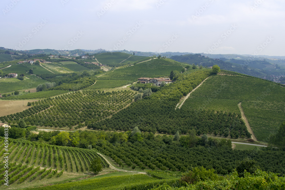 Fototapeta premium Hills with vineyards in Italy