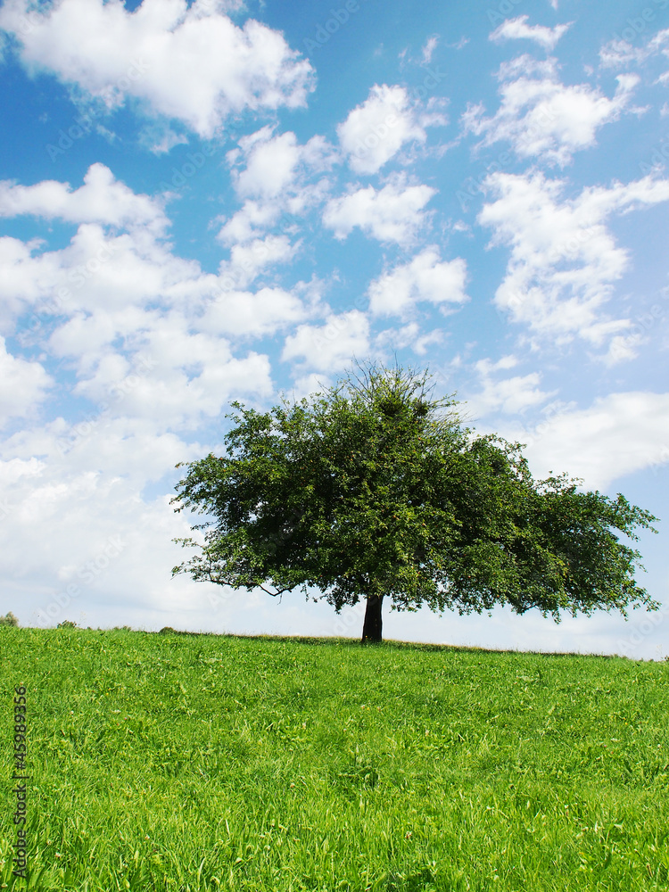 Fototapeta premium einsamer Baum 24, Apfelbaum im Sommer