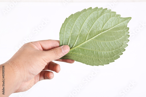 leaf on hand 