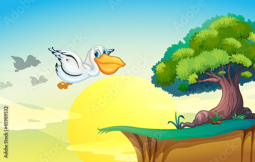 pelican flying