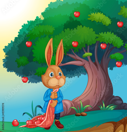A rabbit