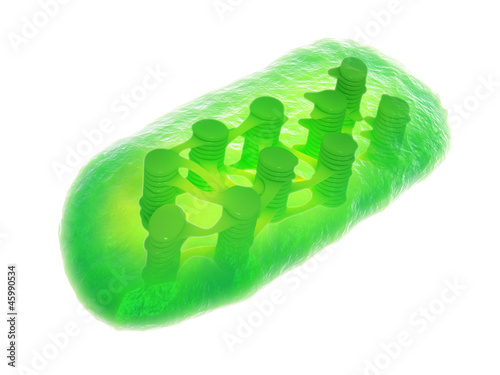 Plant chloroplast photo