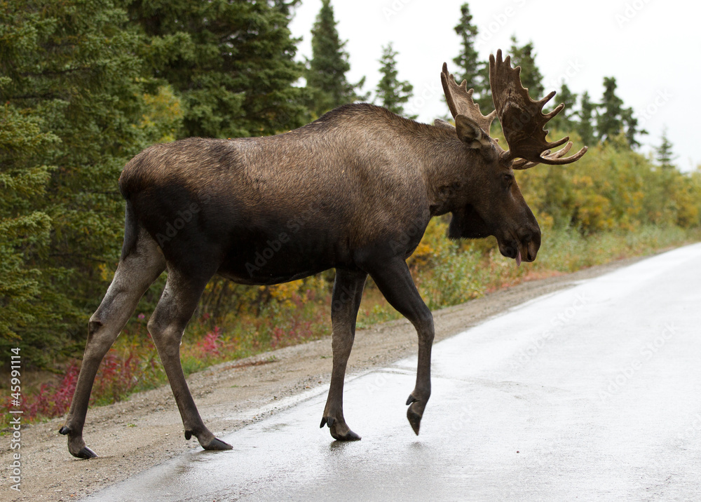 bull moose - alaska