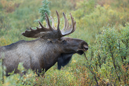 Bull moose - Alaska