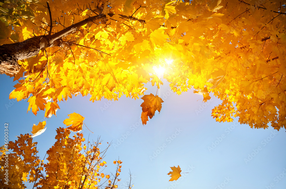 Yellow leaf fall Yellow leaf fall