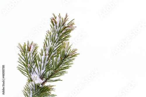 Frost on pine tree