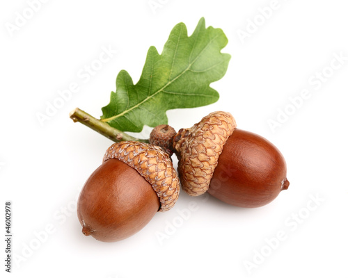 Dried acorns with leaf photo