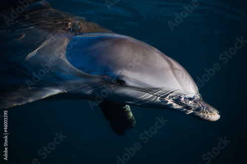 Deep blue Dolphin