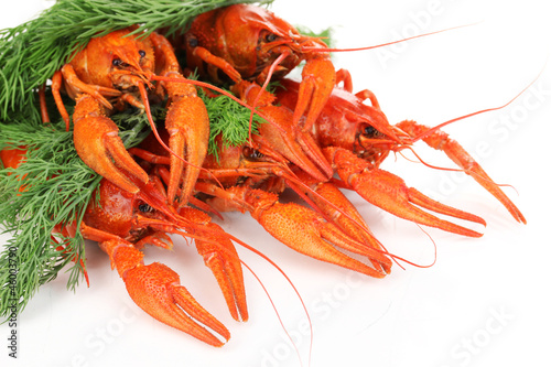 Tasty boiled crayfishes with fennel isolated on white