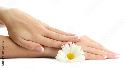Beautiful woman hands with camomile  isolated on white