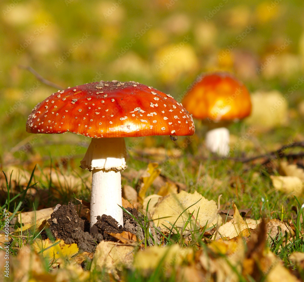 Toadstools isolated in the grass, at autumn Toadstools isolated in the grass, at autumn