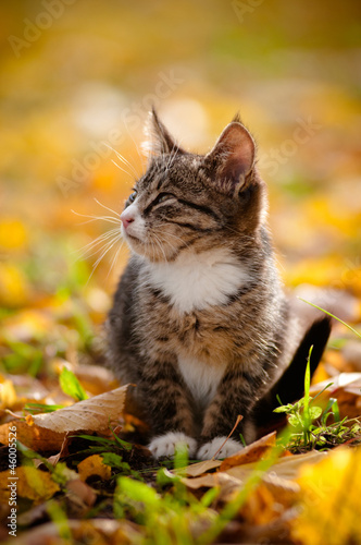 tiny tabby kitten autumn portrait