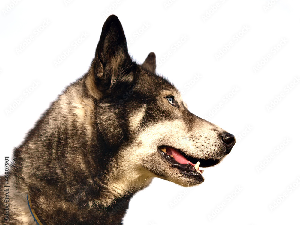 Fototapeta premium PORTRAIT DE CHIEN