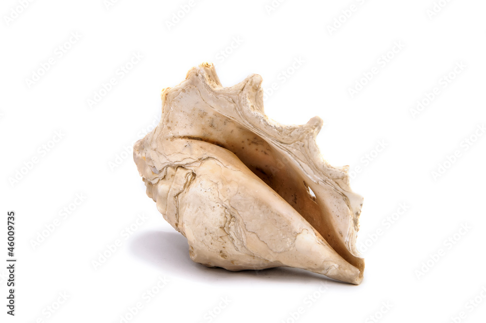 old natural shell isolate on the white background old natural shell isolate on the white background