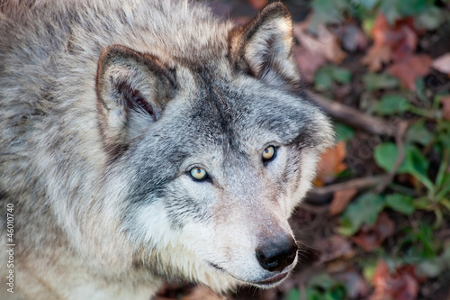 Gray Wolf Closeup