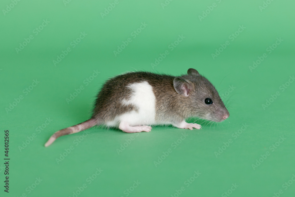 Obraz premium very small infant rat