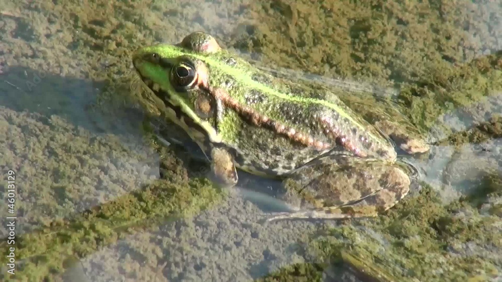 Green frog sitting on the bottom of the river Green frog sitting on the bottom of the river