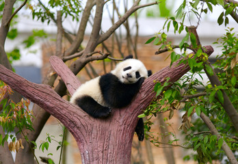 Fotobehang Panda Slapende babyreuzenpanda in rust  © SJ Travel Footage
