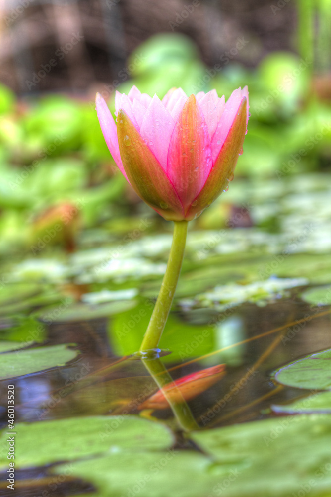Bouton de nénuphar dans un environnement verdoyant Bouton de nénuphar dans un environnement verdoyant