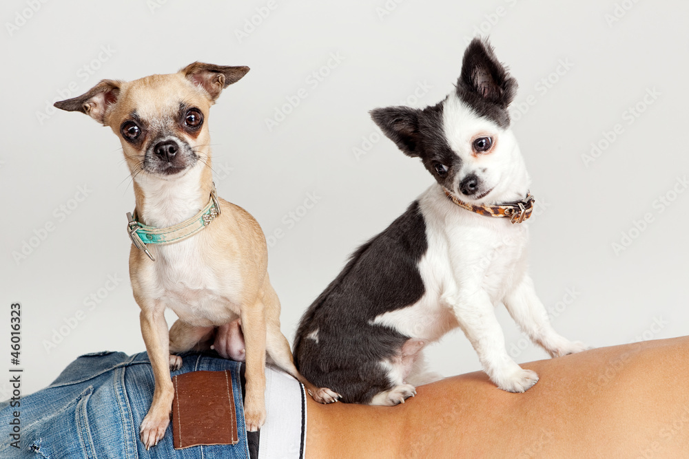 kleine Hunde kleine Hunde