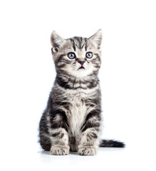 cute black kitten cat isolated on white
