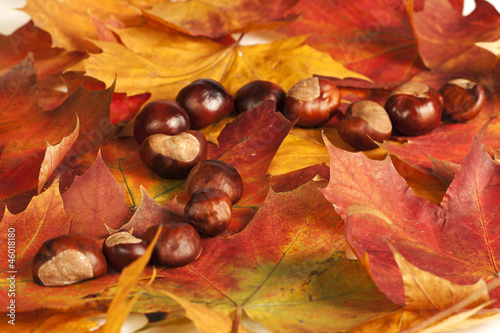 Chestnuts lying on maple tree leafs