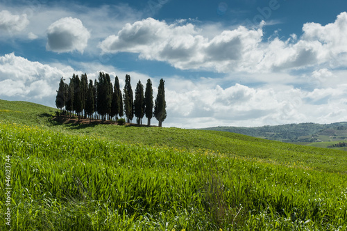 The famous group of cypresses in Val d' Orcia, Tuscany