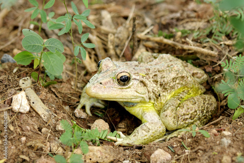A camouflage toad