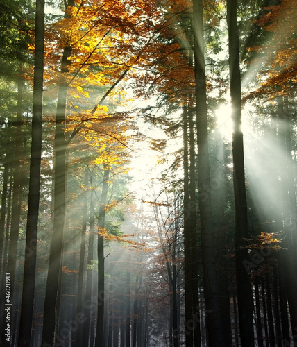 sun beams in an autumn morning wood #46028913