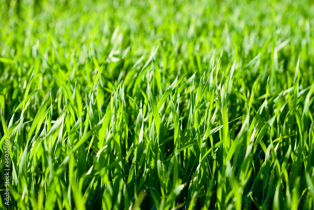 Close up of fresh thick grass Close up of fresh thick grass