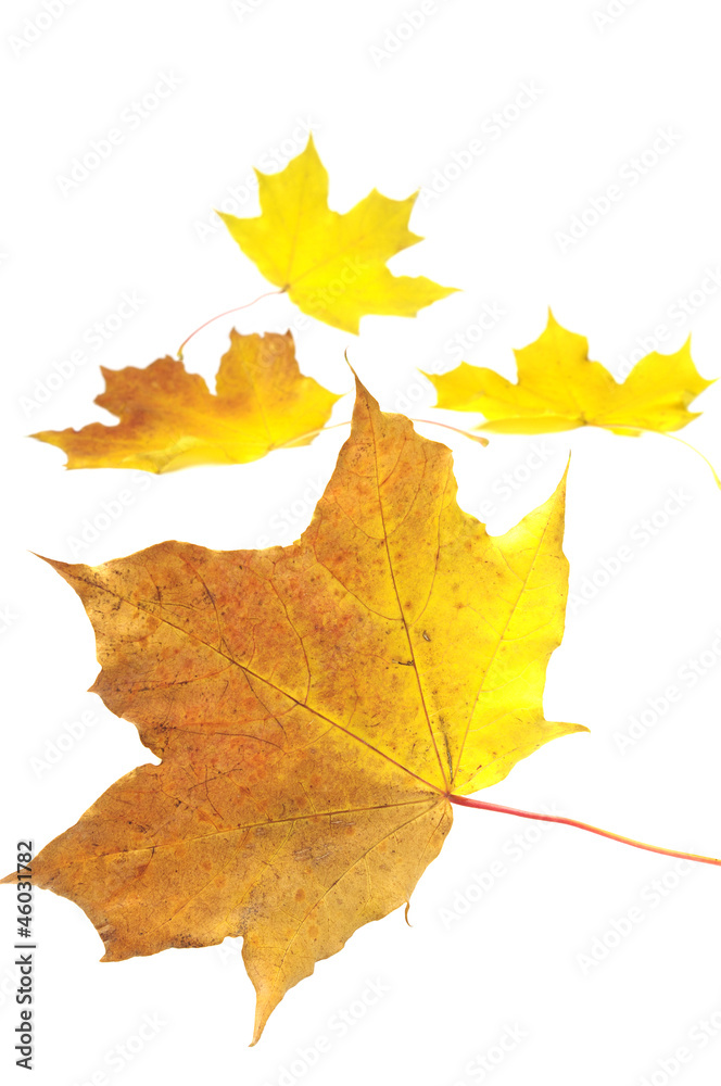 Obraz premium Autumn maple leaves