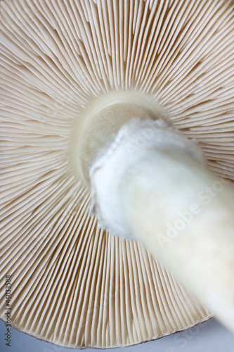 view of mushroom gills