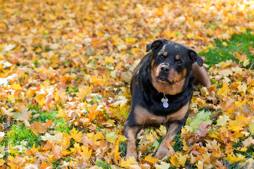 Pets in Autumn